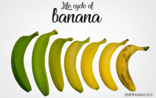 怎样区分香蕉是哪个部位(怎样区分香蕉是哪个部位的水果)