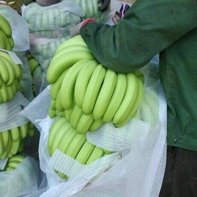 惠州香蕉特产在哪里进货(惠州香蕉特产在哪里进货便宜)
